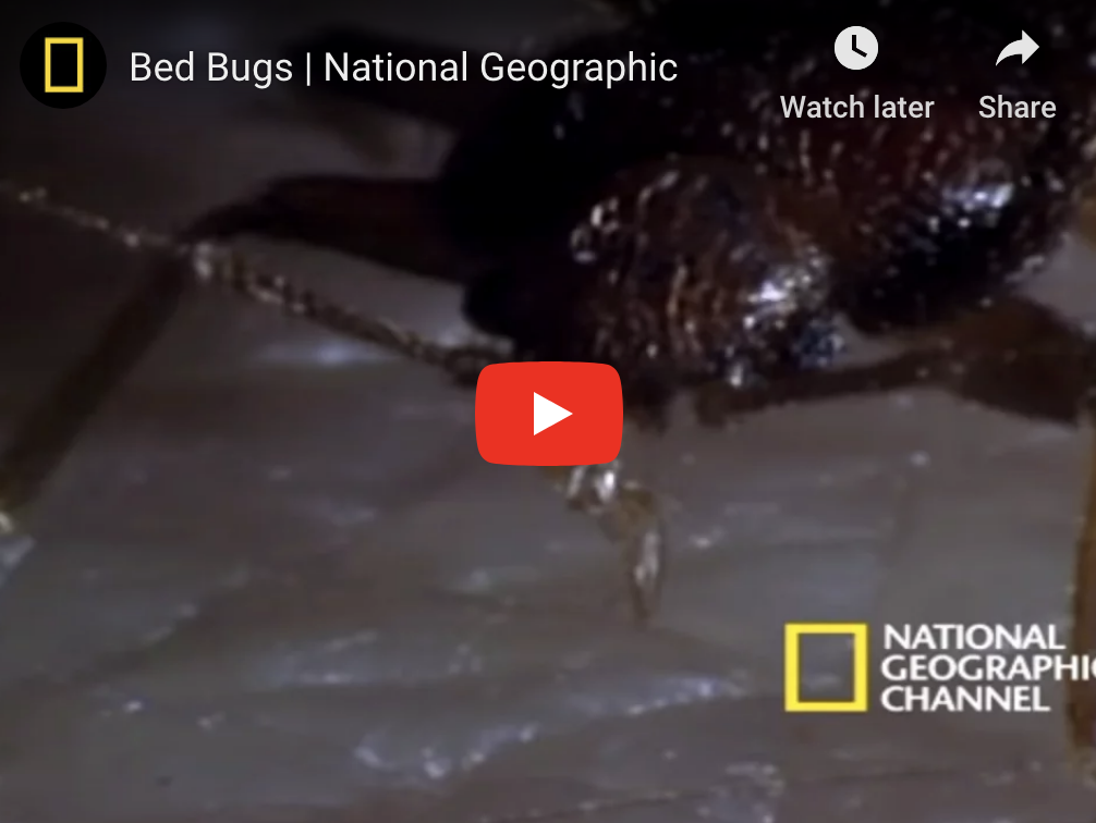 Bed Bugs NatGeo