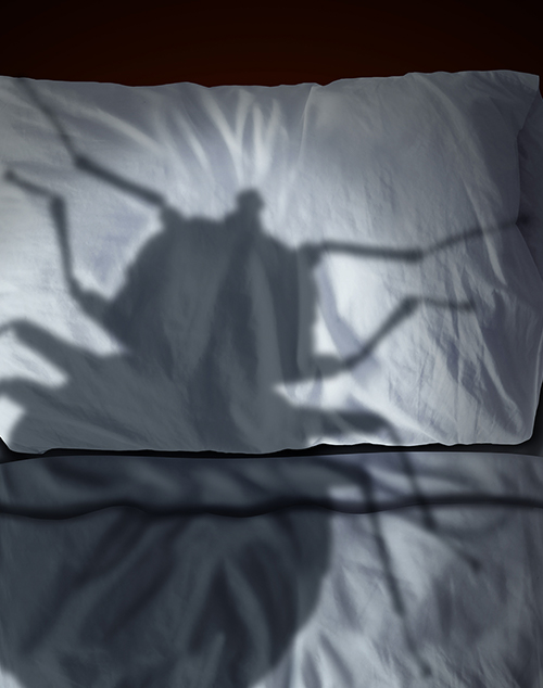 Effective Bed Bug Removal OKC