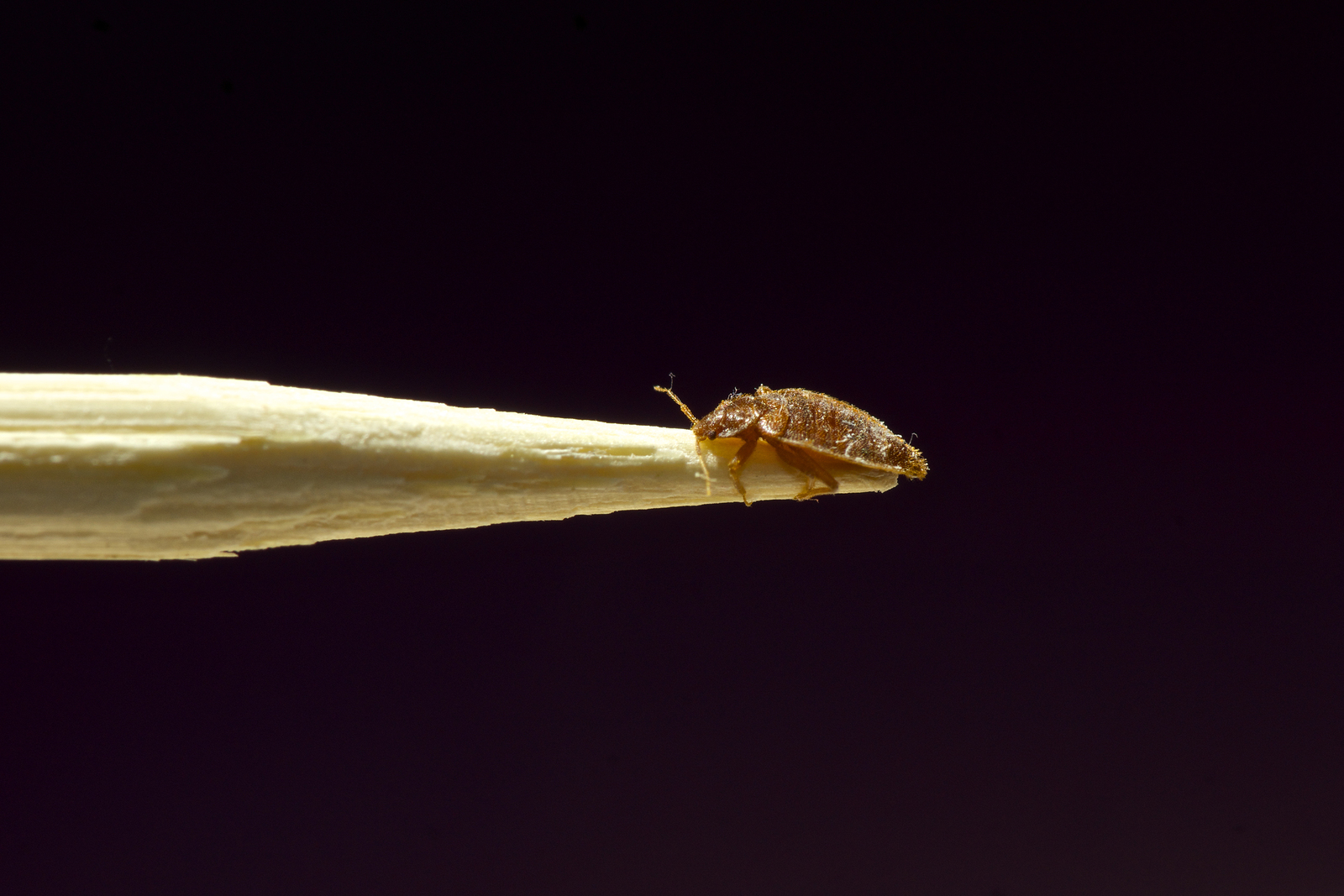 oklahoma bed bugs extermination oklahoma bed bug pro