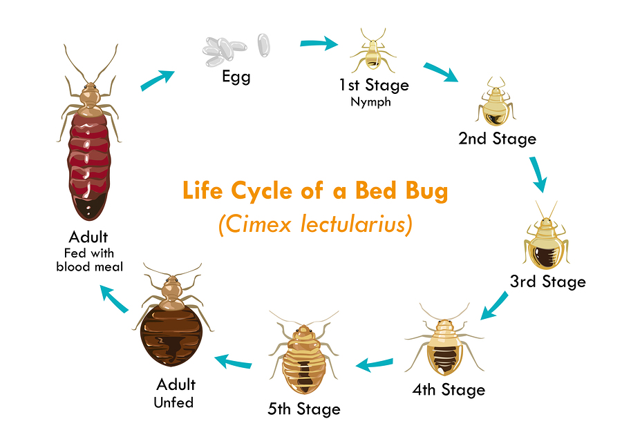 oklahoma bed bugs extermination oklahoma bed bug pro